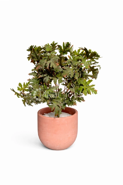 Yapay Ak�aa�a� Yapra�� 45 cm