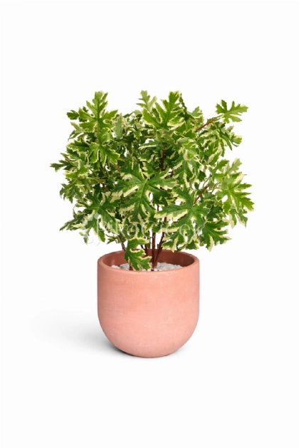 Yapay Ak�aa�a� Yapra�� 45 cm