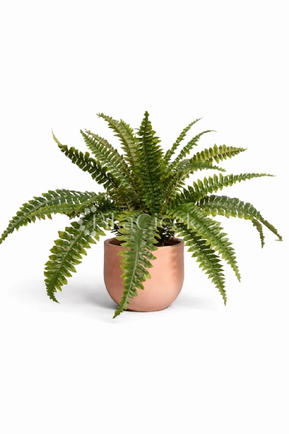 Yapay A�k Merdiven Bitkisi 50 cm