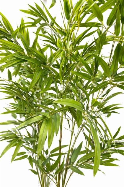 Yapay Bambu A�ac� 180 cm