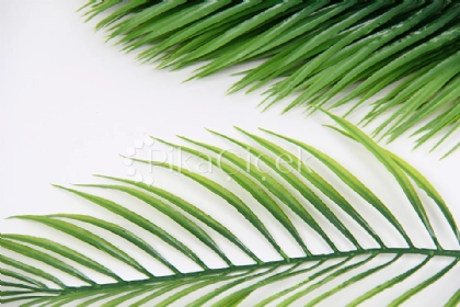 Yapay Cikas Dal� (12'li)