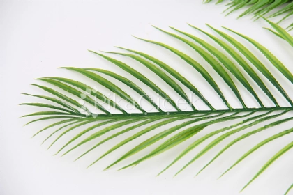 Yapay Cikas Dal� (12'li)