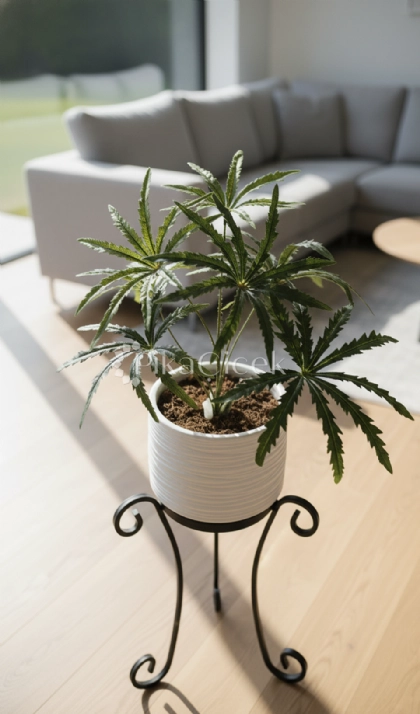 Yapay Japon �emsiyesi Bitkisi