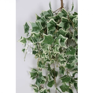 Hedera Sarma��k 140cm